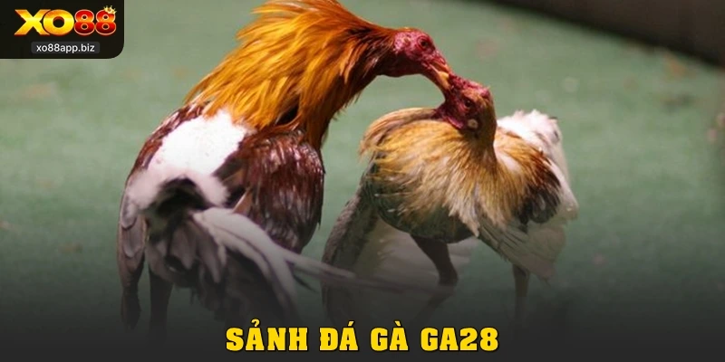Khám Phá Sảnh Đá Gà GA28 Kịch Tính Từng Giây Tại XO88