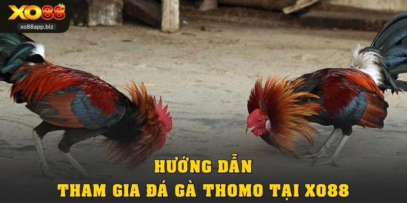 Hướng dẫn tham gia đá gà Thomo tại XO88
