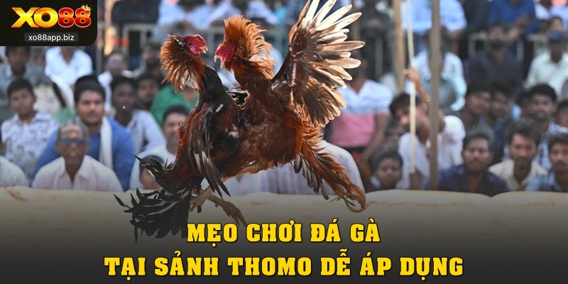 Mẹo chơi đá gà tại sảnh Thomo dễ áp dụng