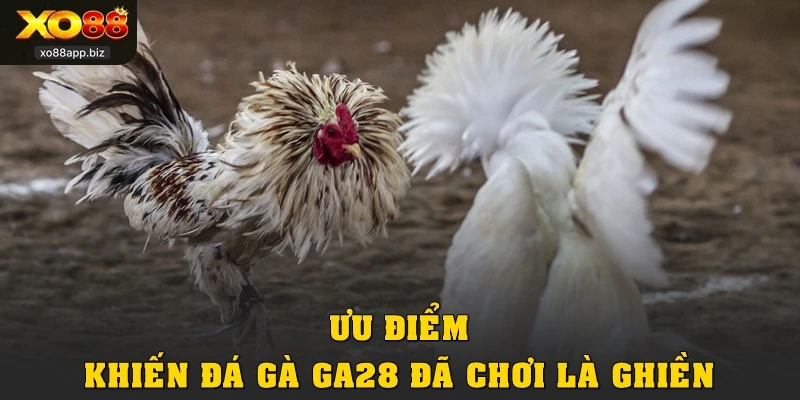 Ưu điểm khiến đá gà GA28 đã chơi là ghiền